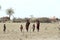 Hunger and thirst in Ethiopian desert by drought