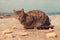 Hungry abandoned cat with tongue out standing on the rocks by the sea and eating stale bread