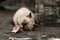 hungry abandoned Siamese kitten eating raw fish on the street