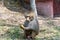 A hungry adult male hamadryas baboon eating banana in the Nehru Zoological Park, Hyderabad, India