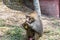 A hungry adult male hamadryas baboon eating banana in the Nehru Zoological Park, Hyderabad, India