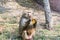A hungry adult male hamadryas baboon eating banana in the Nehru Zoological Park, Hyderabad, India