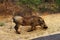 Hungry African Warthog grazing next to the road