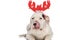 Hungry american bulldog puppy licking nose and wearing christmas headband