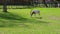 Hungry antelope feeding searching food in grass graze on green field at Gdansk zoo Poland. Wild antelope is Walking in