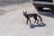 Hungry arctic fox roams around a parking lot in the Canadian Rockies