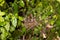 Hungry baby birds streak-eared bulbul