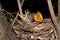 Hungry baby blackbirds / Turdus merula