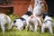 Hungry baby brittany spaniels dogs brothers and sisters running after their mother`s milk