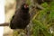 Hungry baby of Brown-headed cowbird perched on a branch