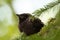 Hungry baby of Brown-headed cowbird perched on a branch