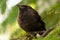 Hungry baby of Brown-headed cowbird perched on a branch