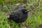 Hungry baby of Brown-headed cowbird is sitting in grass