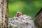 hungry baby Finch out of the nest their open hungry beaks waiting parents