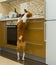 Hungry basenji dog having a look at kitchen bar