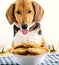 Hungry Beagle puppy with cookies