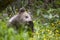 Hungry bear cub with paw up