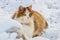 Hungry beautiful fluffy Siberian cat sitting on the snow in winter. Stray cats cold in the winter. Copy space