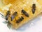 Hungry bees eat honey sitting on cells. Nature background