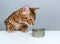 Hungry Bengal cat and wet cat food
