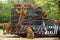 Hungry Bengal tiger feeding show in the zoo