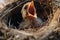 Hungry bird nestling in nest with wide open mouth