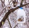 Hungry birds sparrows feed on the feeder is made from a plastic bottle