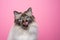 hungry birman cat licking lips on pink background portrait