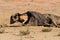 Hungry Black backed jackal eating on a hollow carcass in the desert