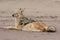 Hungry Black backed jackal eating killed seal cub and guarding catch lying on ocean coast. Namibia