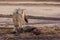 Hungry Black backed jackal eating killed seal cub and guarding catch standing on ocean coast. Namibia