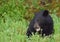 A hungry black bear cub eating dandelions