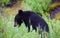 A hungry black bear cub near Banff, Alberta