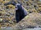 Hungry Black Bear Looking For Food On The Shore Near Tofino Vancouver Island