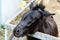 Hungry black donkey behind a fence