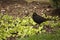 Hungry blackbird and sparrow thief in the back searching for food in wintertime