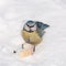 Hungry bluetit on snow