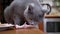 Hungry British Cat Sit on Table Gnaws, Bites Chicken Paws. Pet Steals Food