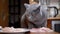 Hungry British Cat Stealing Chicken Fillet from Table. Pet Steals Food