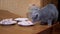 Hungry British Cat on Table Bites Fresh Chicken Meat, Filet. Pet Steals Food