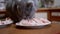 Hungry British Cat on Table Licks Fresh Chicken Filet. Pet Steals Food. 180fps