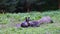 Hungry brown bear female Ursus arctos with cubs eating a dead animal in the wild forest