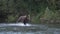 Hungry brown bear running in spray of water, chasing red salmon fish