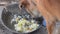 Hungry brown female dog eating left over food on broken metal pan