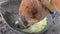 Hungry brown female dog eating left over food on broken metal pan