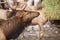 A hungry bull elk following a truck loaded with hay, Oak Creek F