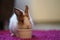 Hungry Bunny With A Bowl With Favorite Treats