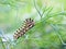 Hungry Butterfly Larvae munches Fennel