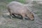 Hungry capibara