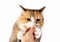 Hungry cat biting or gnawing finger of person trying to get kibbles in hand